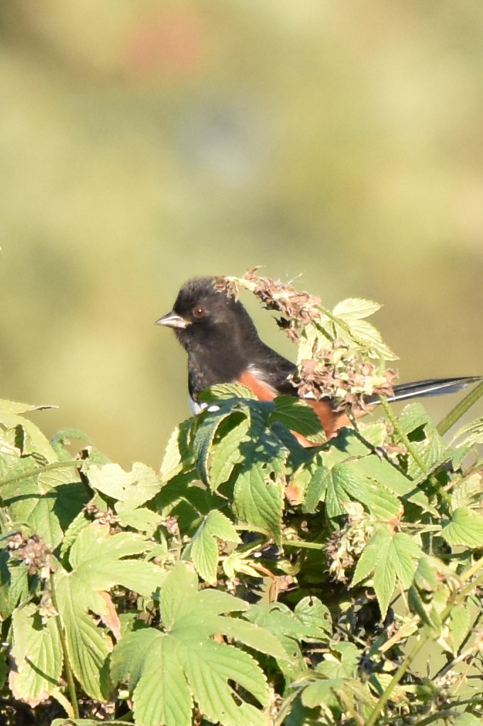 Eastern Towhee