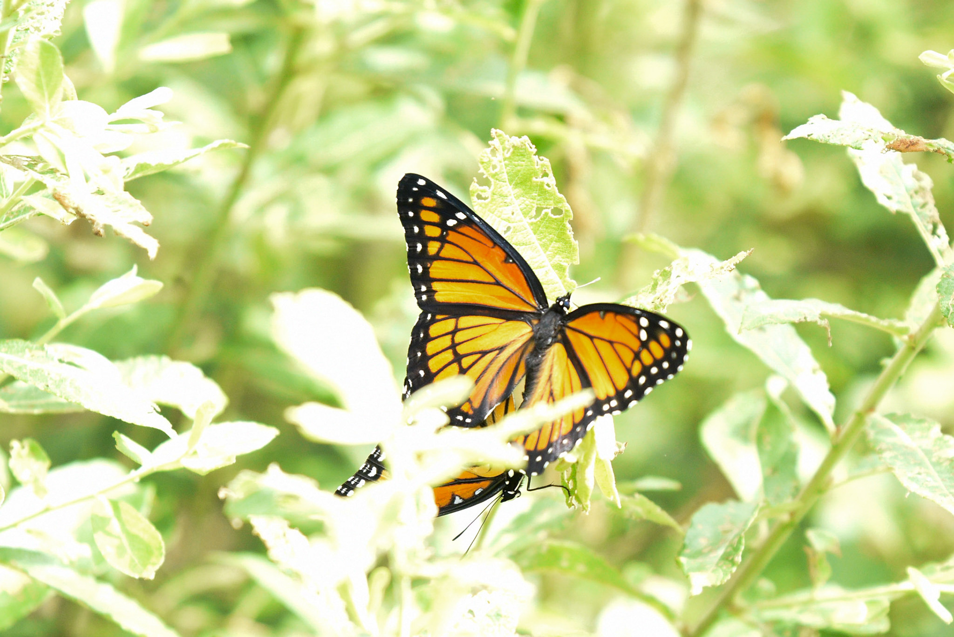 Viceroy