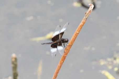 Widow Skimmer (female)