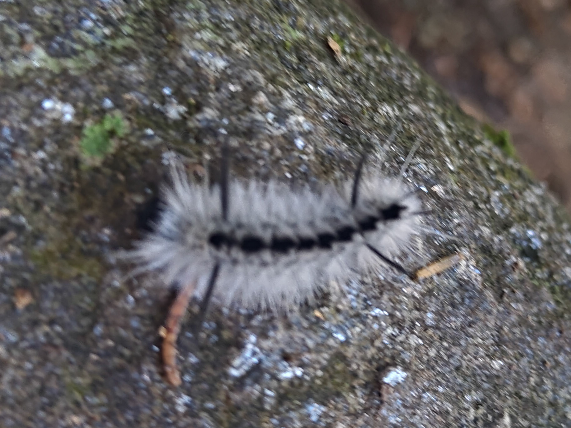 Hickory Tussock Moth (Larva)