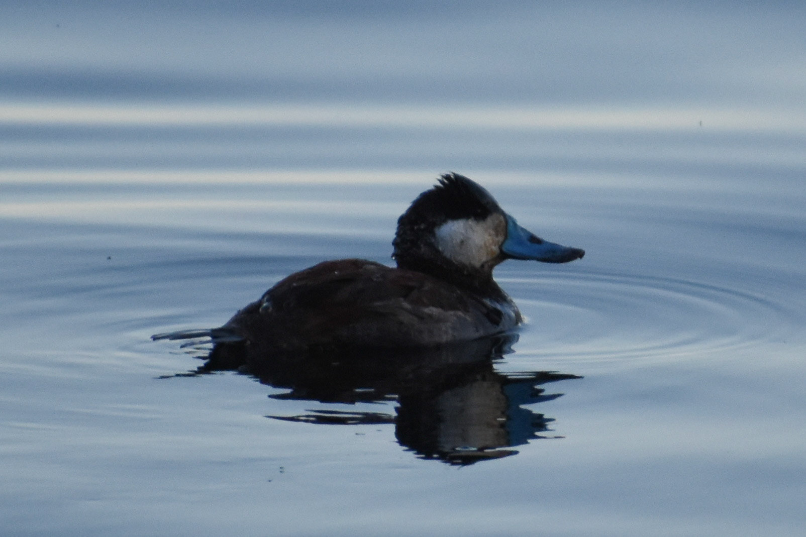 Ruddy Duck (male)