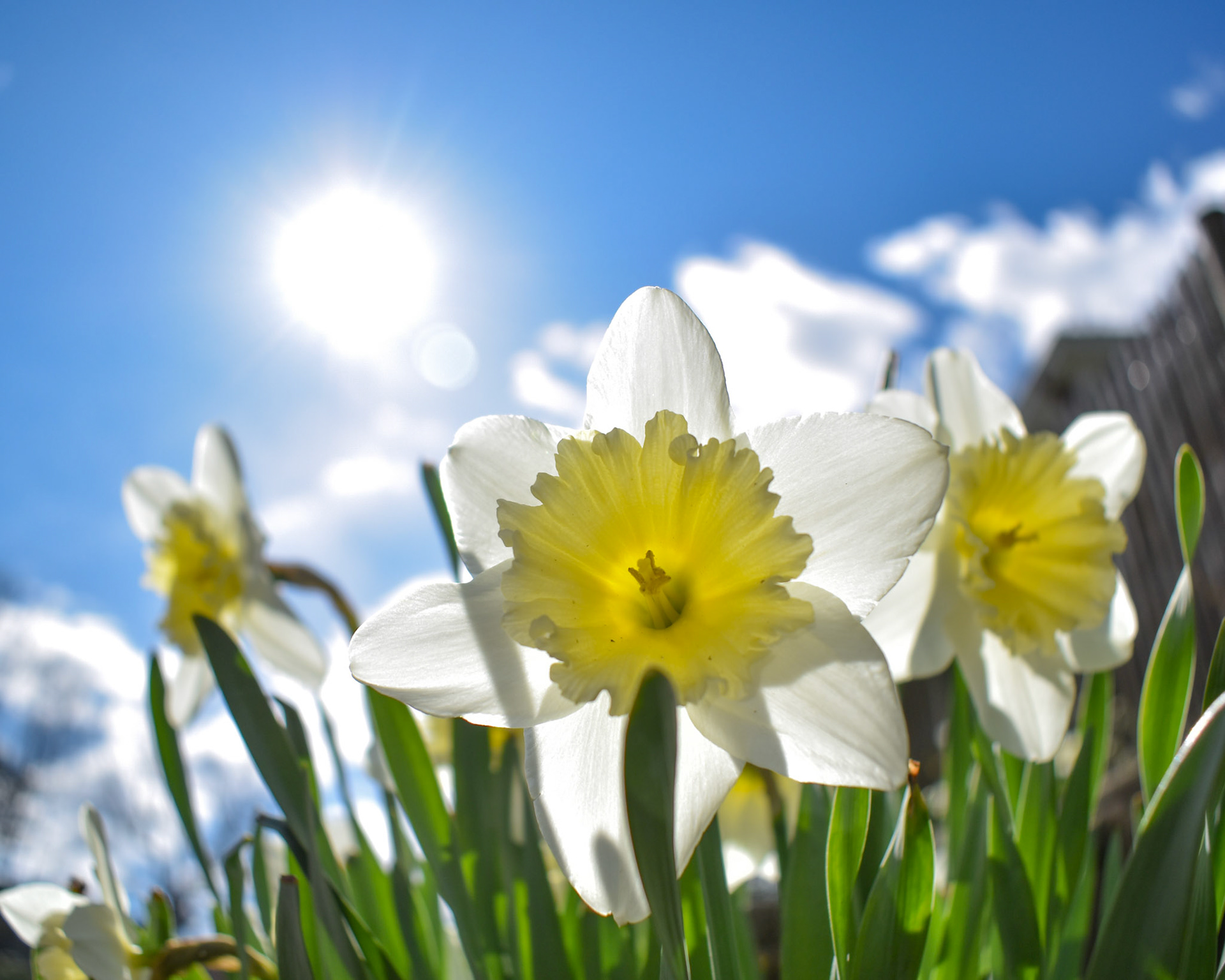 Daffodil