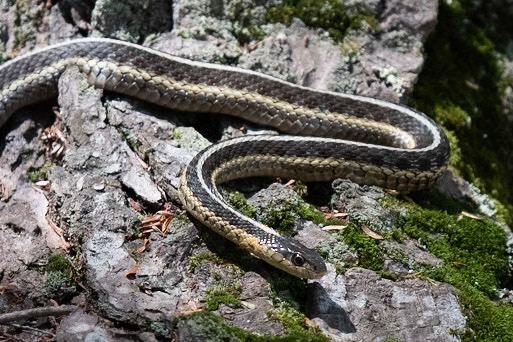 Common Garter Snake