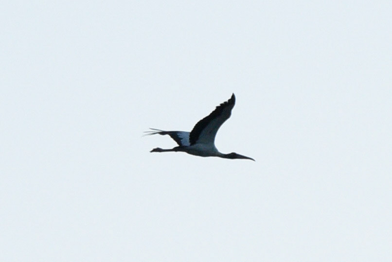 Wood Stork