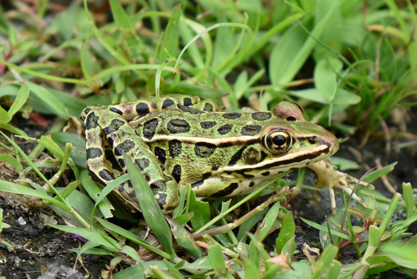 Northern Leopard Frog