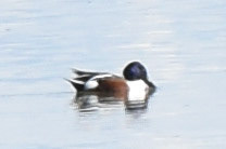 Northern Shoveler