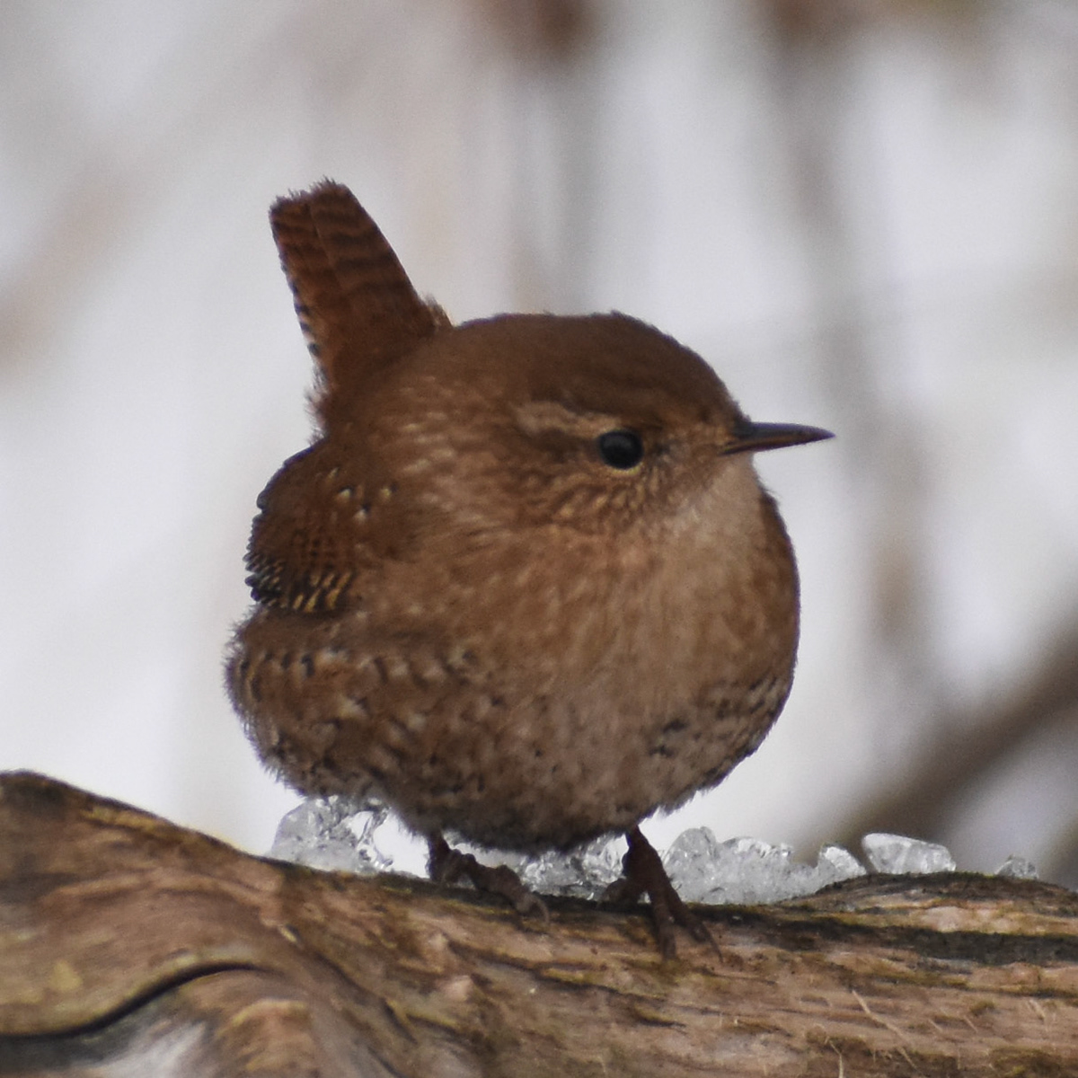 Winter Wren