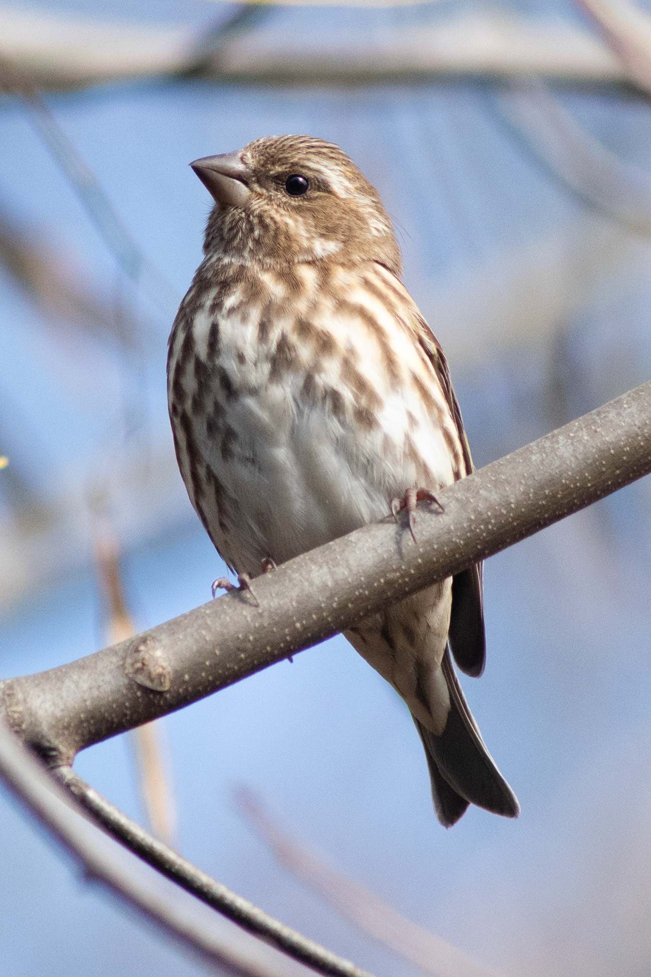 Purple Finch (female)