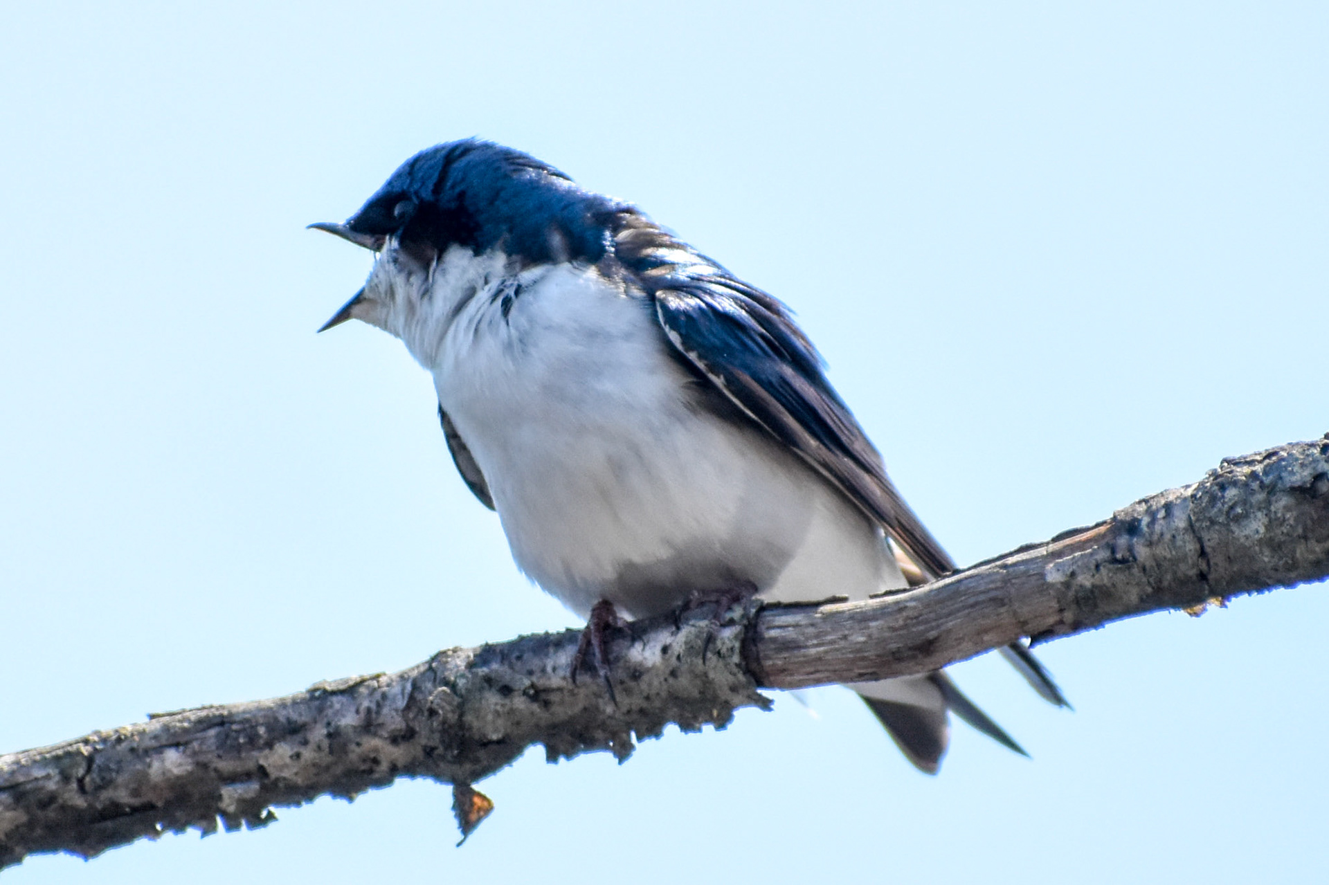 Tree Swallow