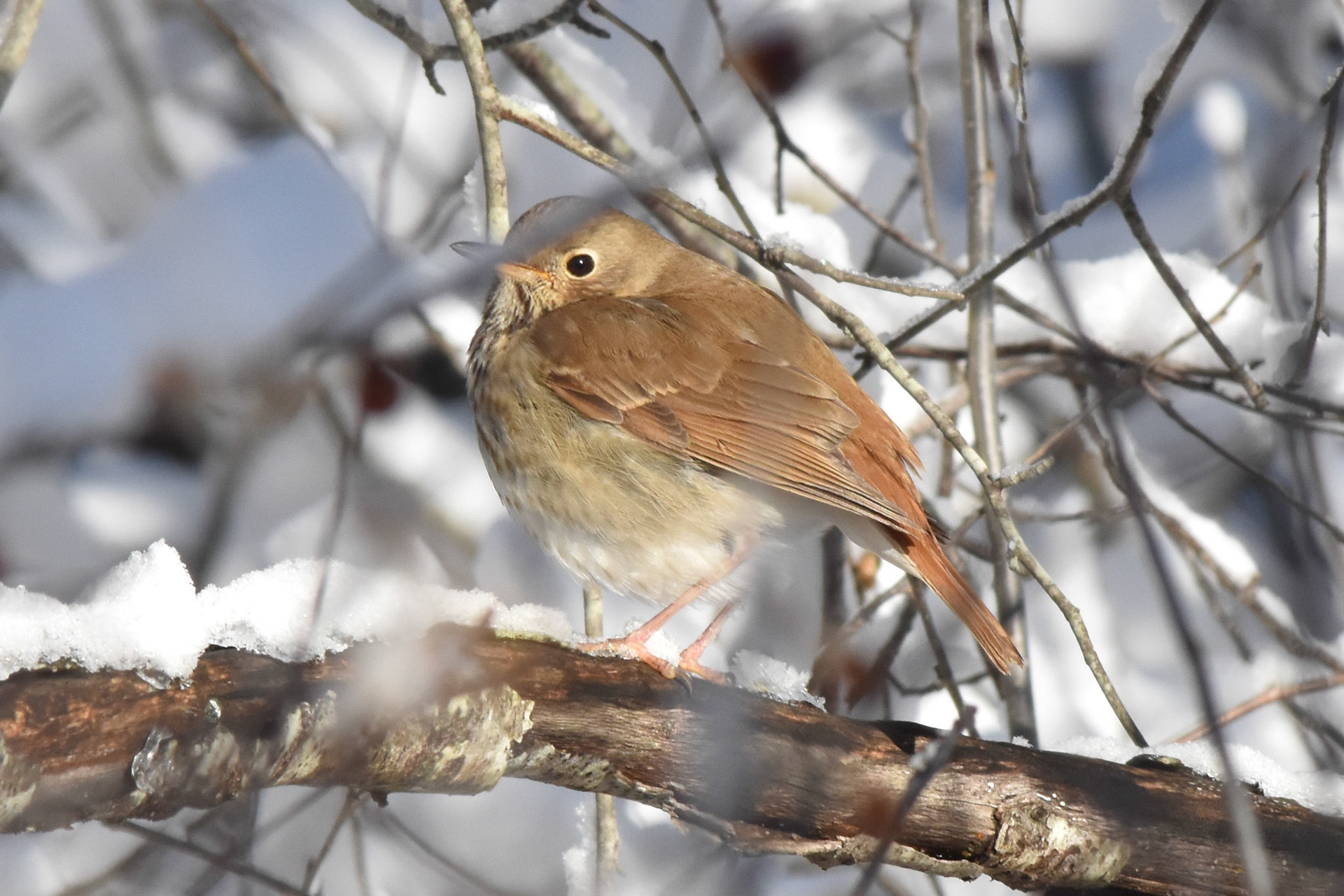 Hermit Thrush