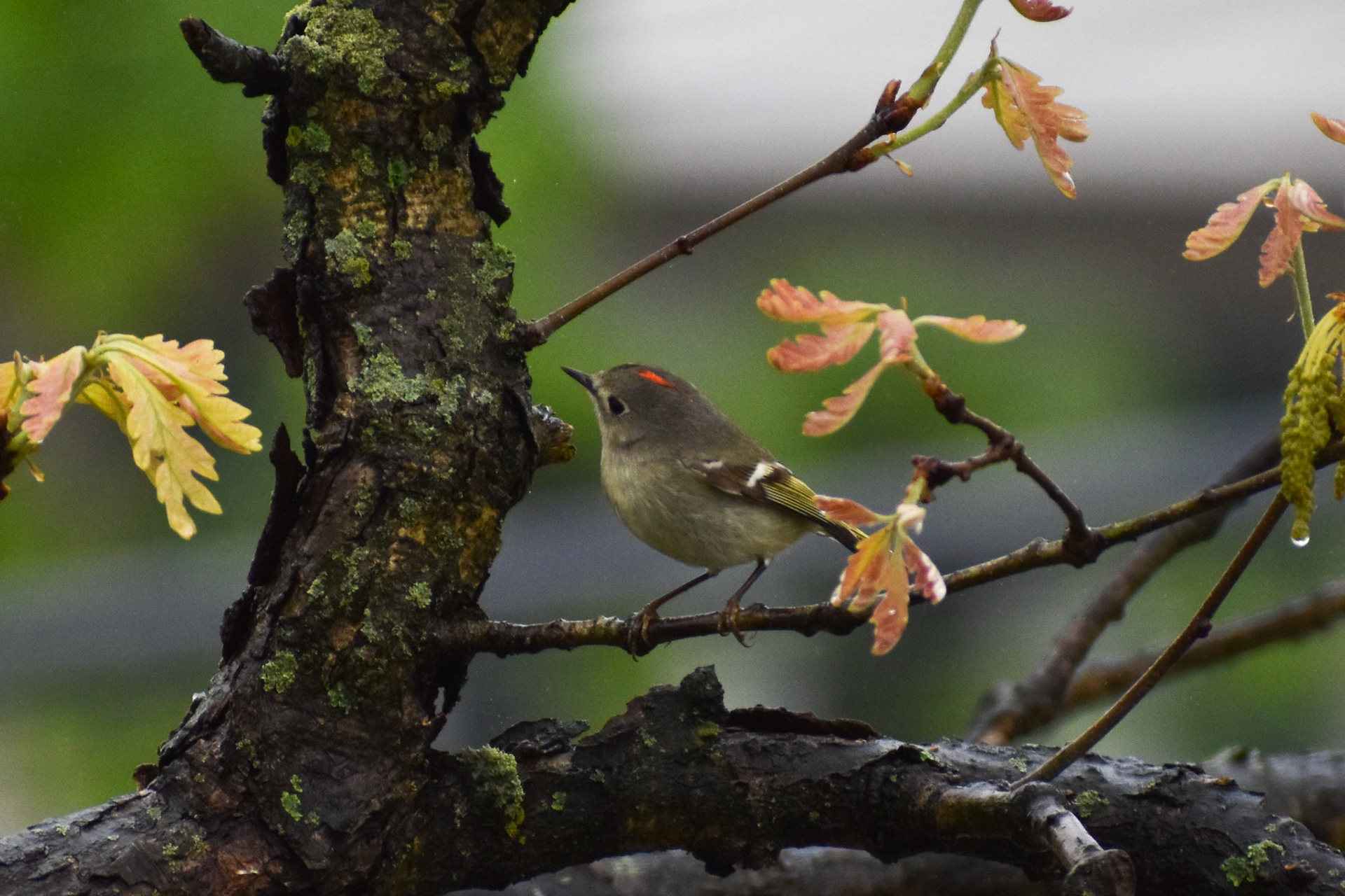 Ruby-crowned Kinglet