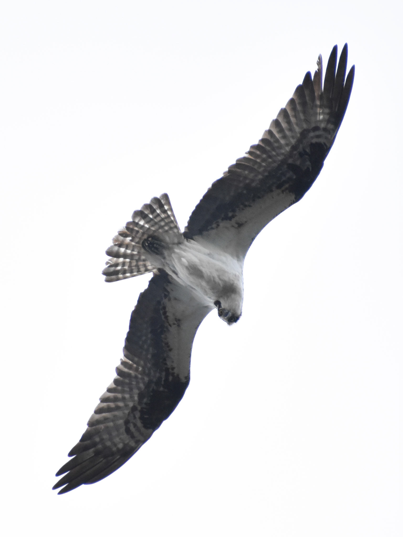 Osprey