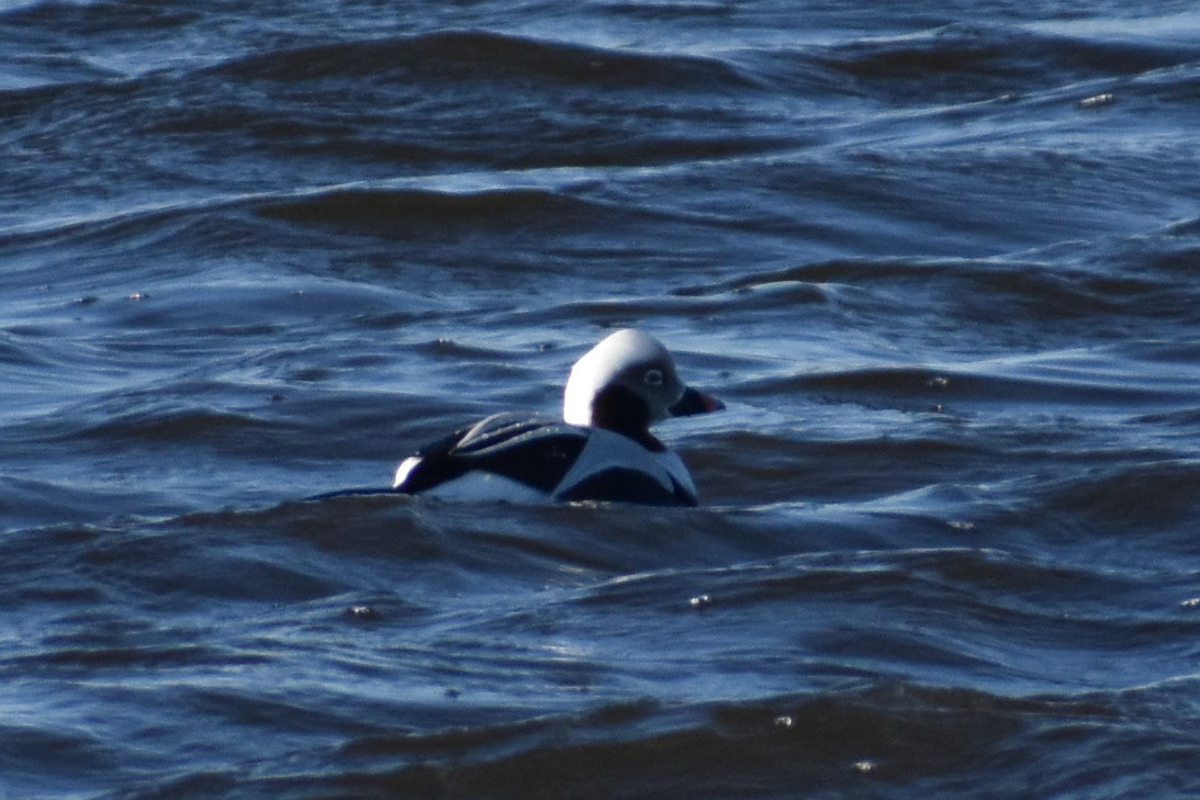 Long-tailed Duck