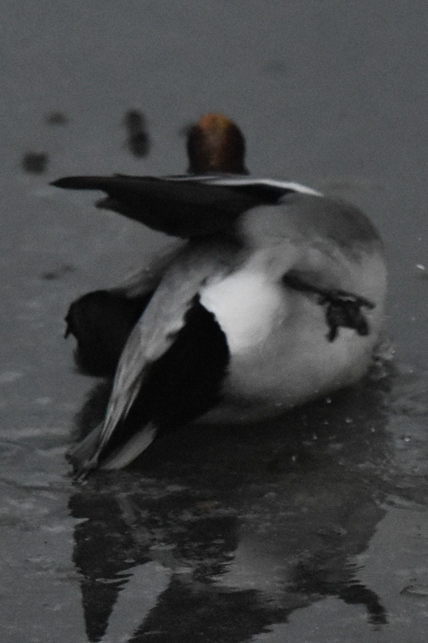 European Wigeon