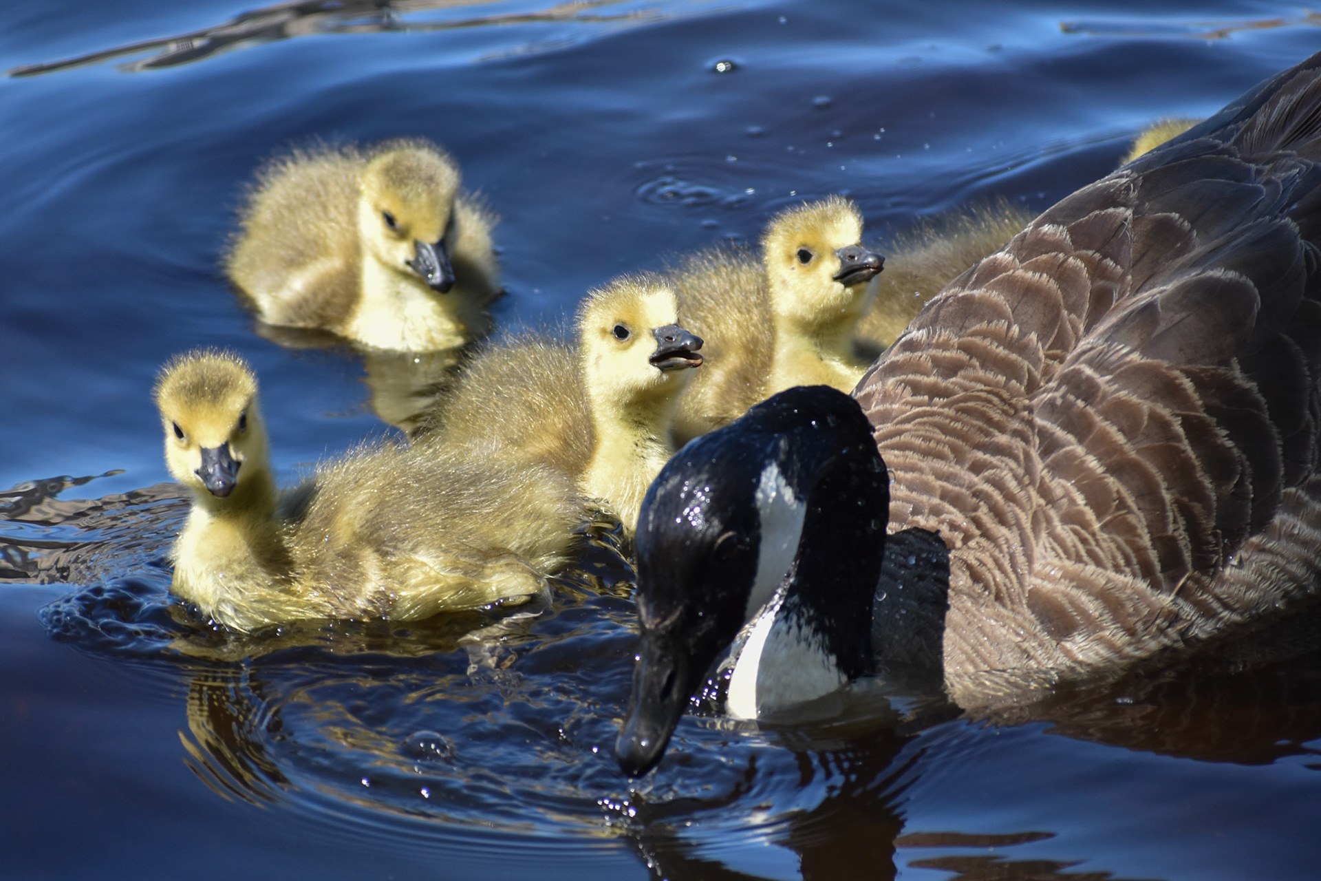 24. Canada Goose (adult and juveniles) - taken!