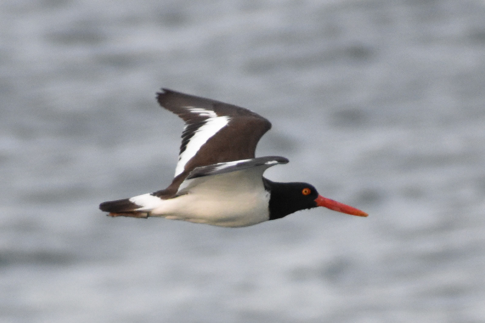 American Oystercatcher
