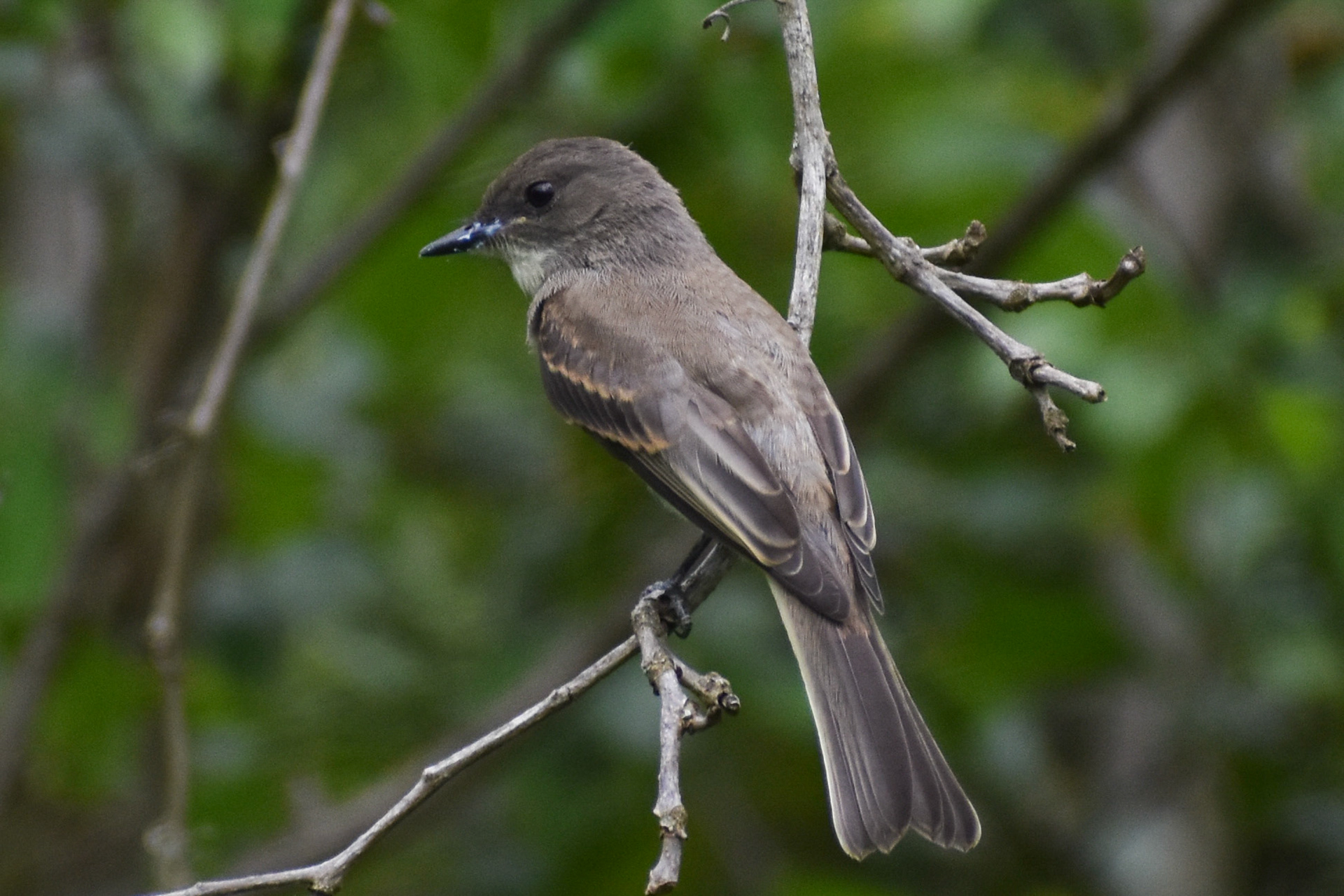 Eastern Wood-pewee