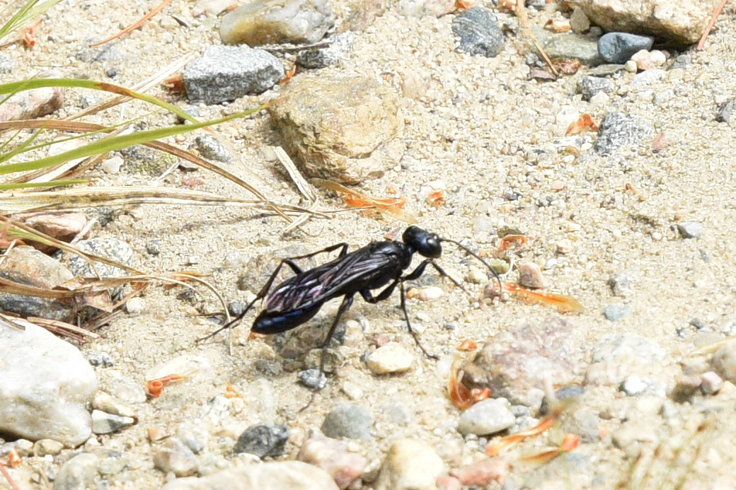 Steel-blue Cricket-hunter Wasp