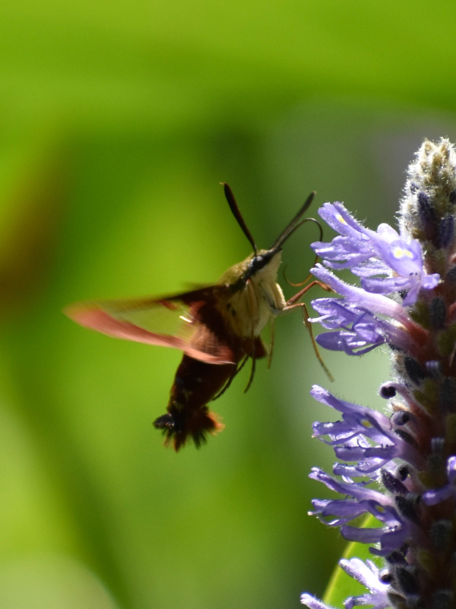 Hummingbird Clearwing