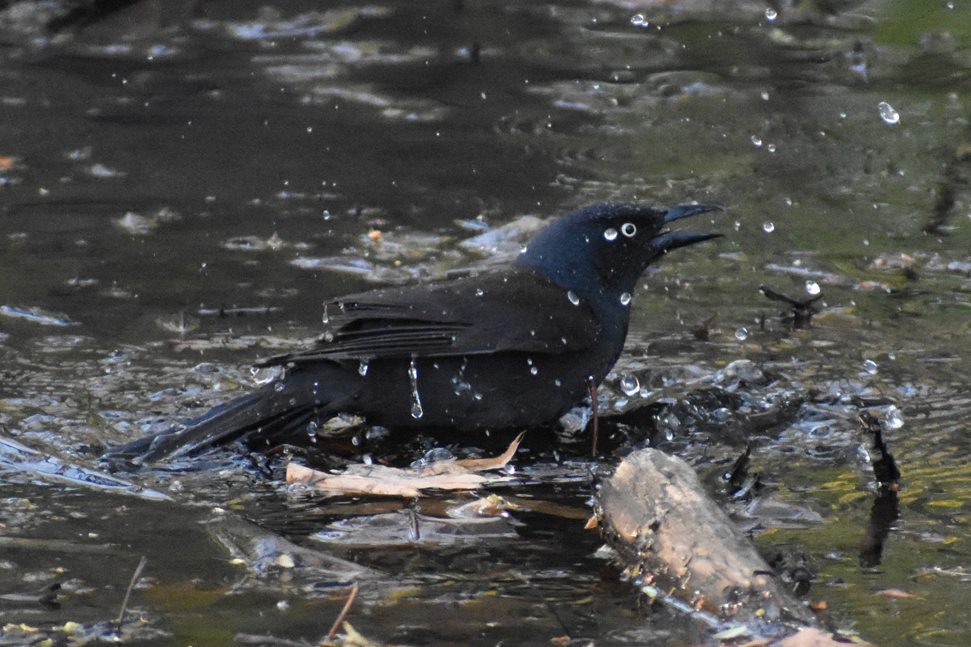 Common Grackle