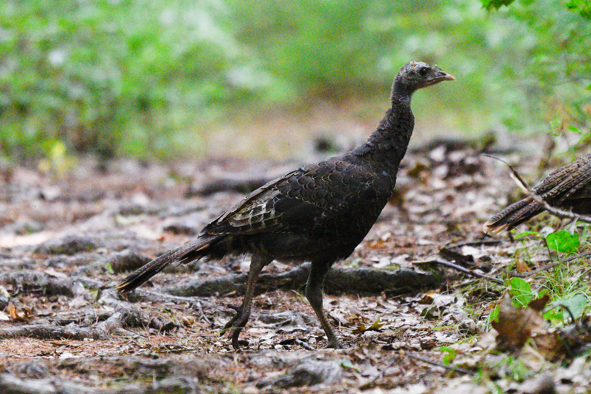 Wild Turkey (juvenile)