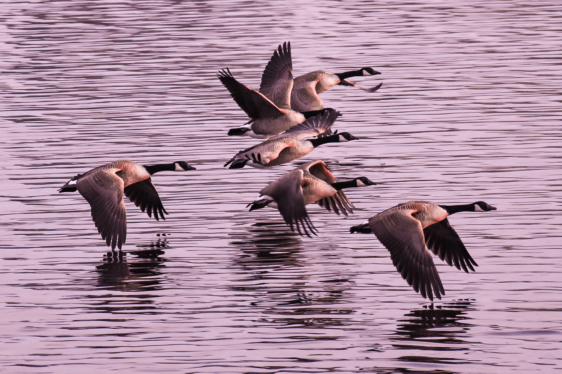Canada Goose (adults)