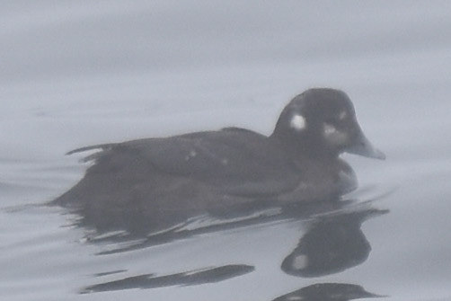 Harlequin Duck (female)