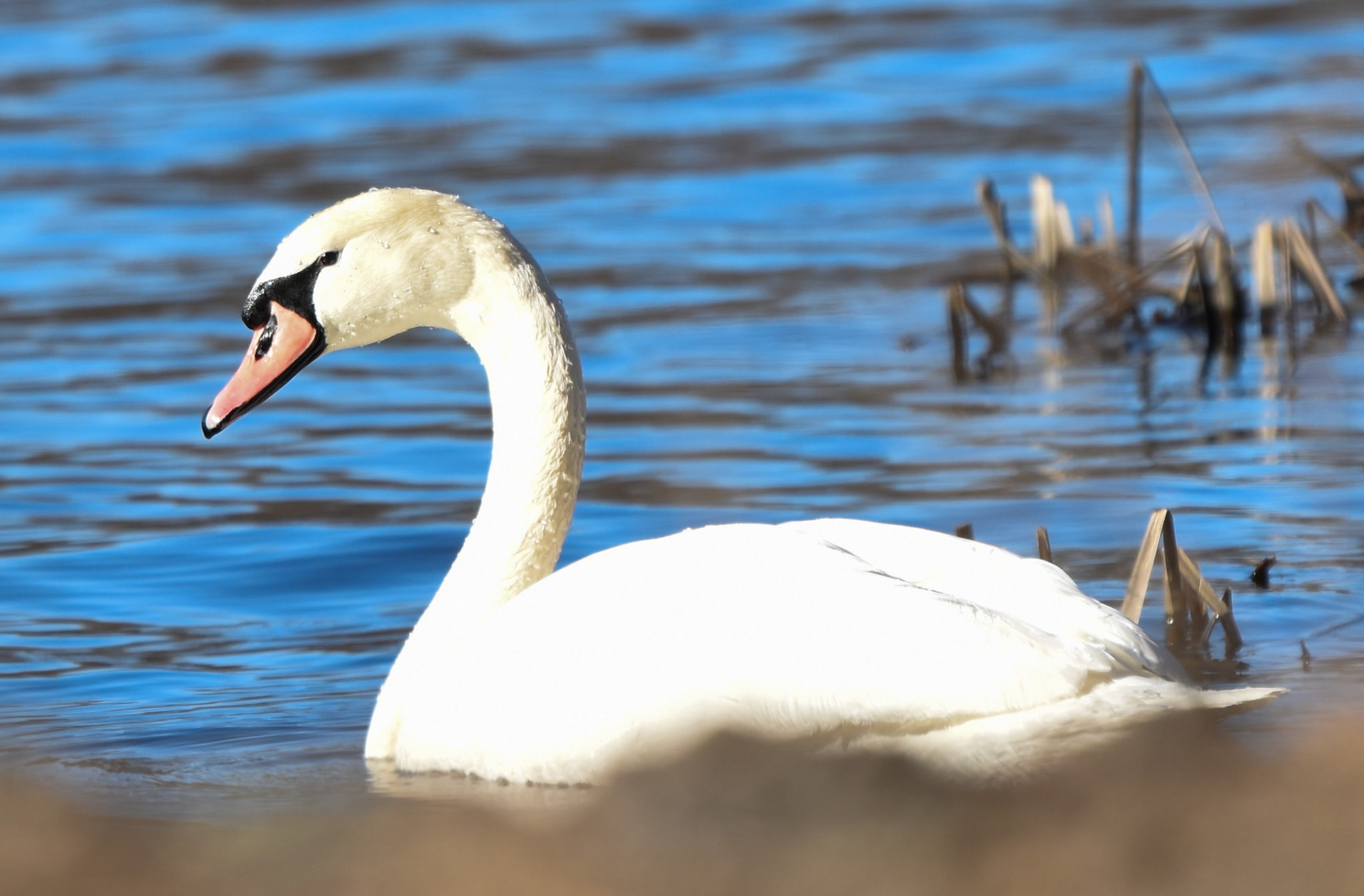 Mute Swan