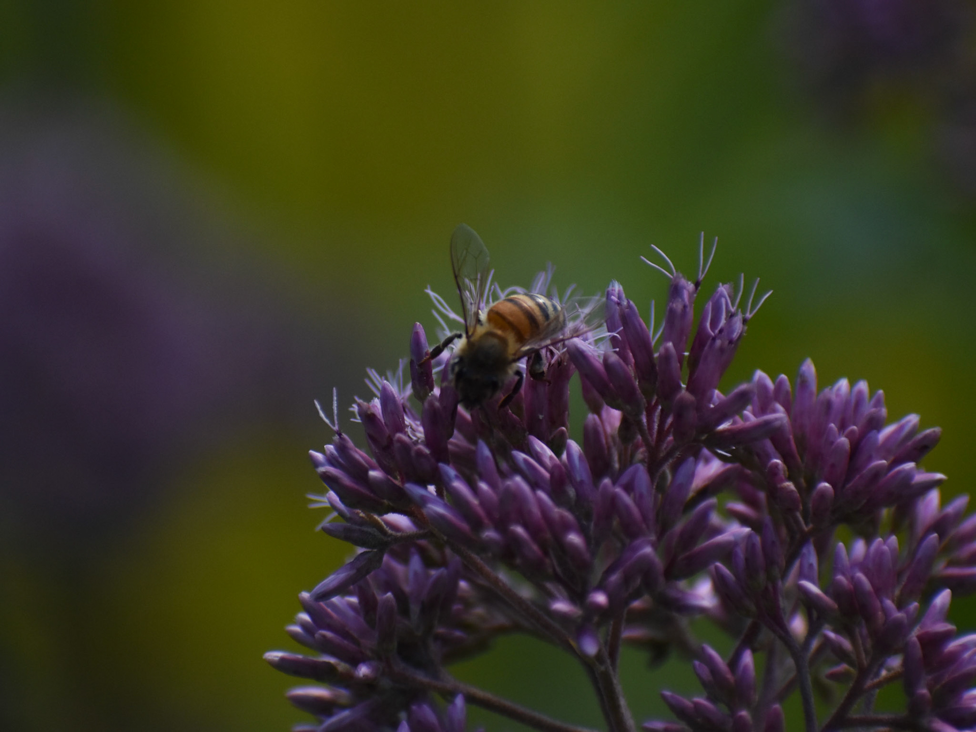 Western Honey Bee