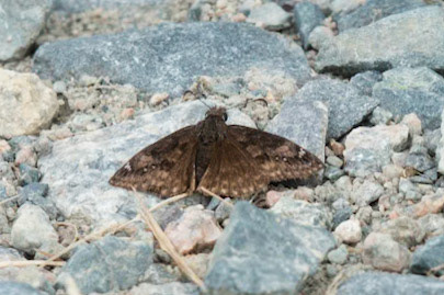 Wild Indigo Duskywing
