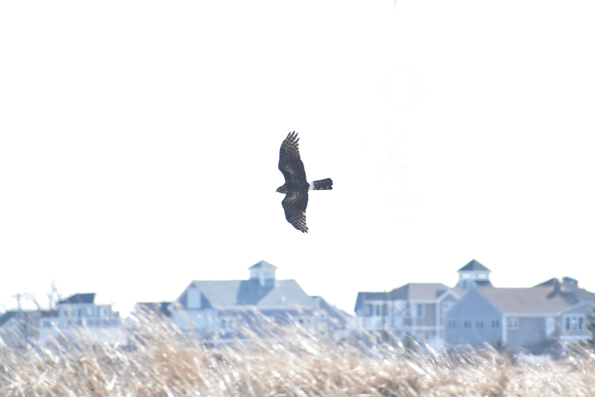 32. Northern Harrier - taken!