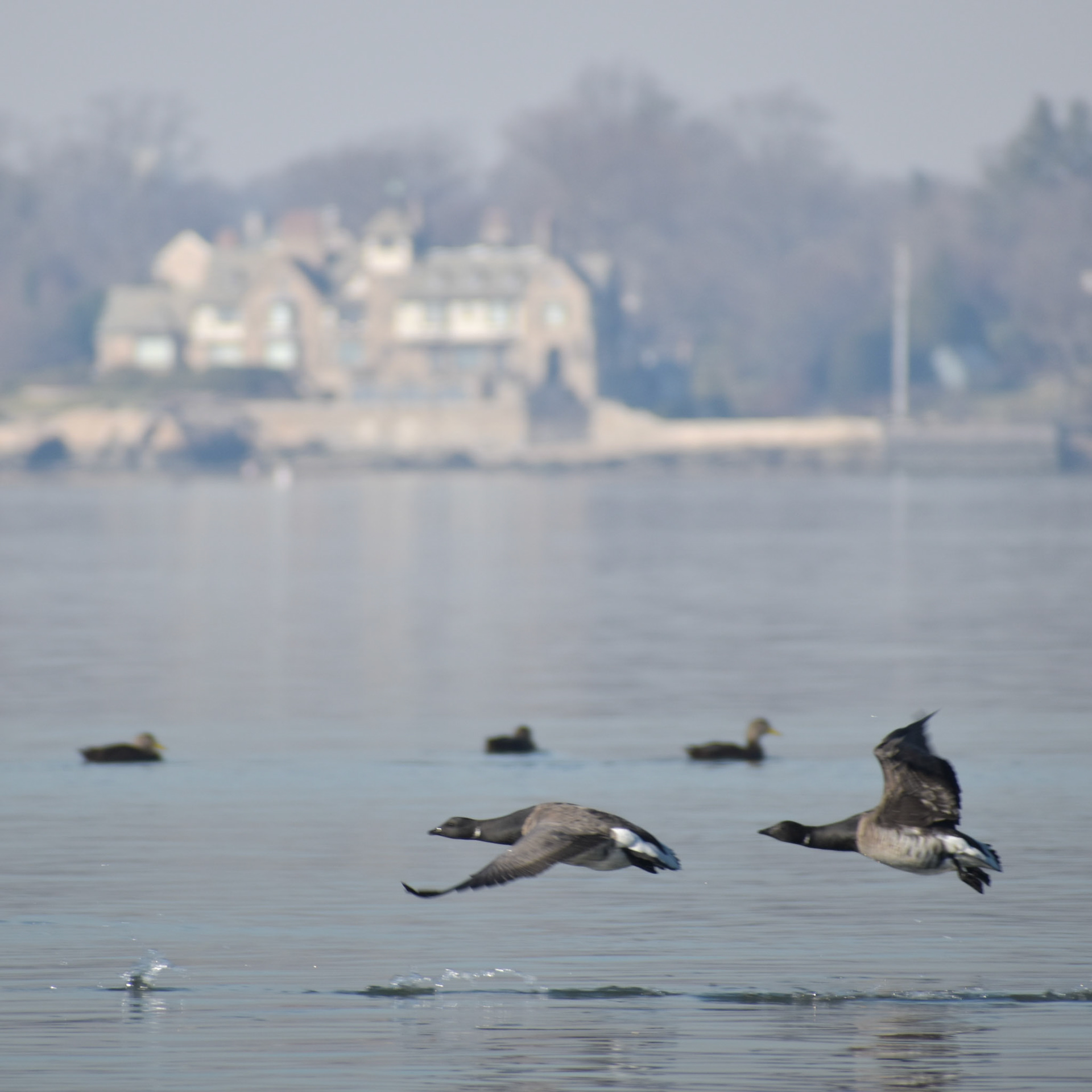 Brant