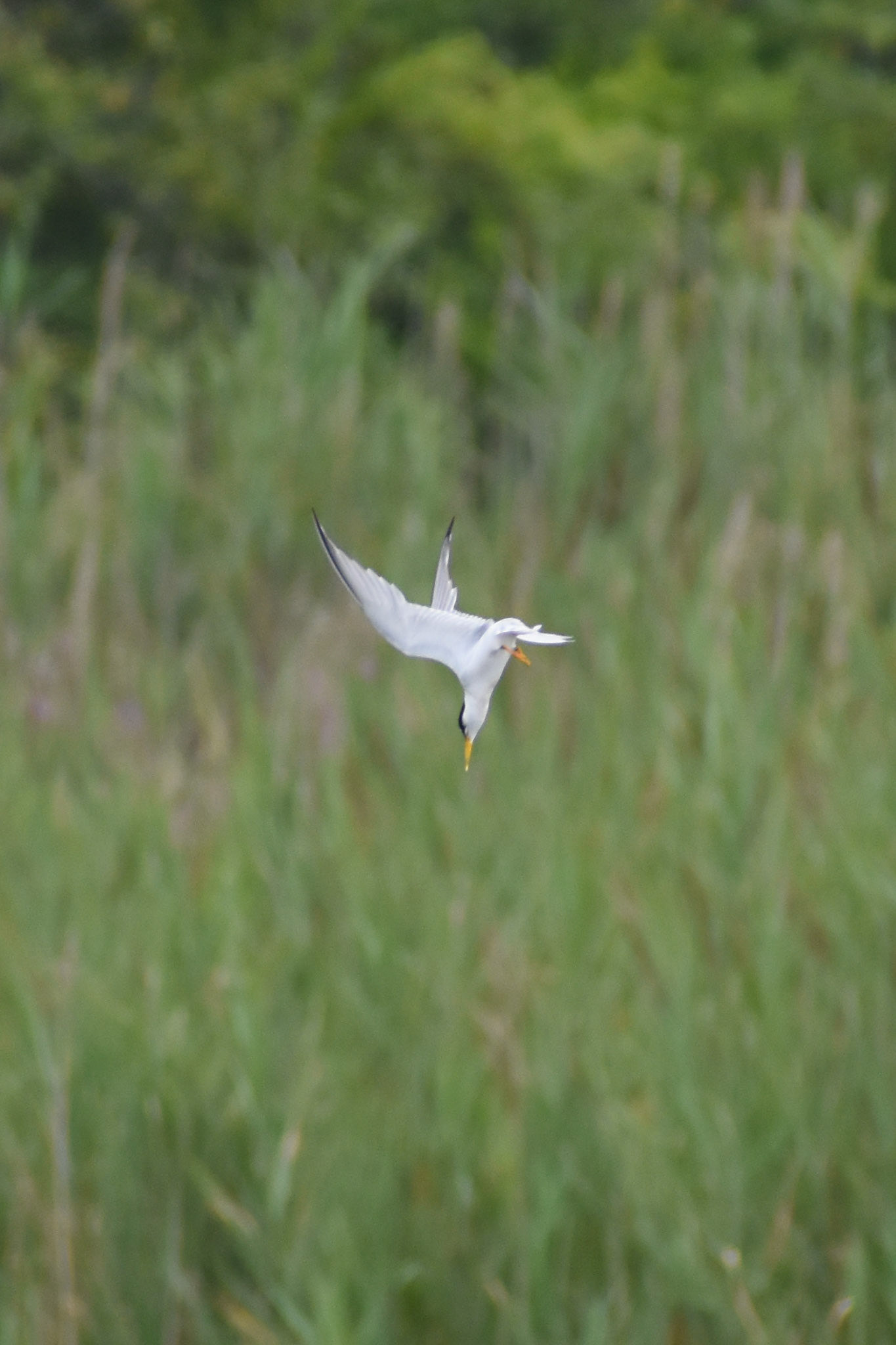 Least Tern