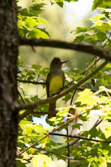 Great Crested Flycatcher