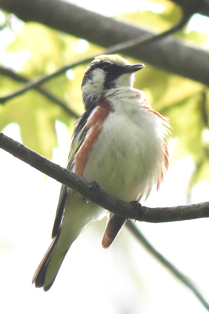 Chestnut-sided Warbler