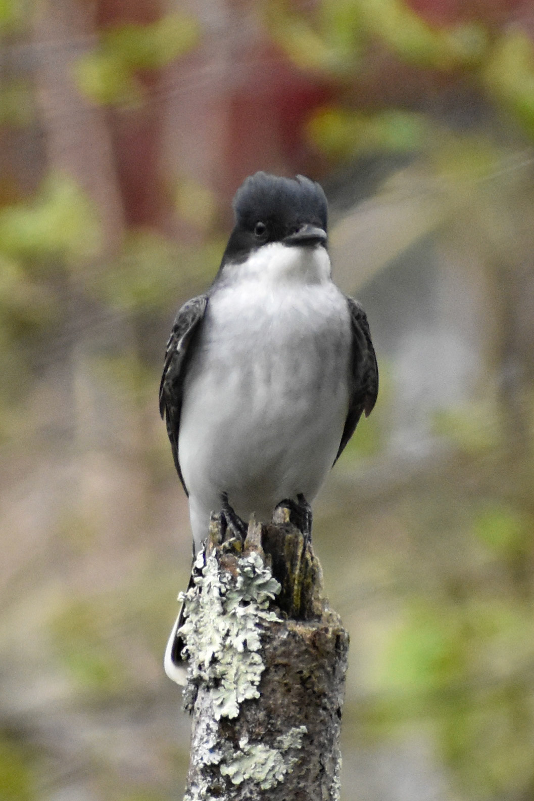 Eastern Kingbird