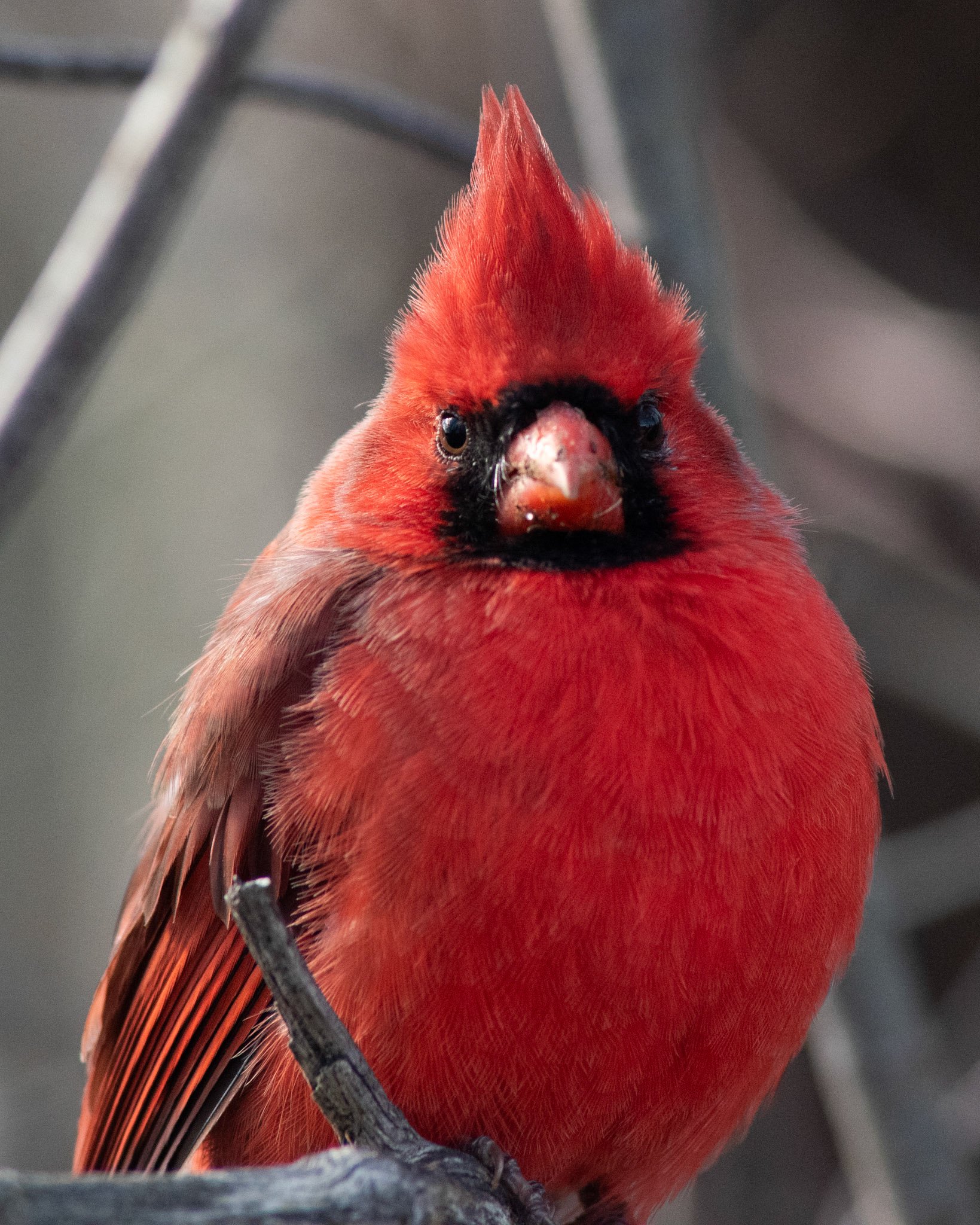 Northern Cardinal (male)