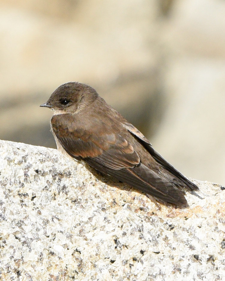 Northern Rough-winged Swallow