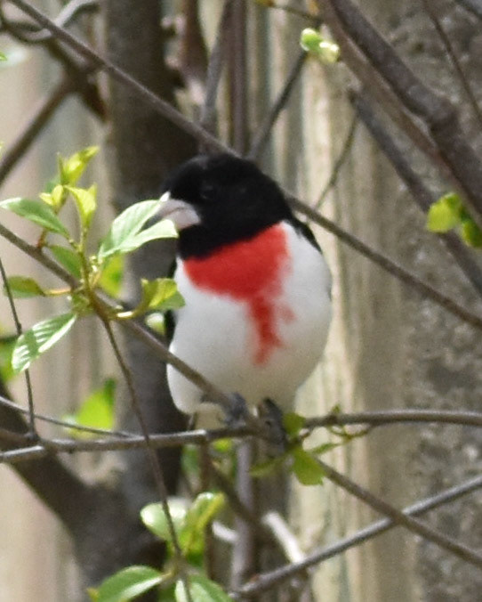 Rose-breasted Grosbeak (male)