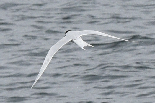 Arctic Tern