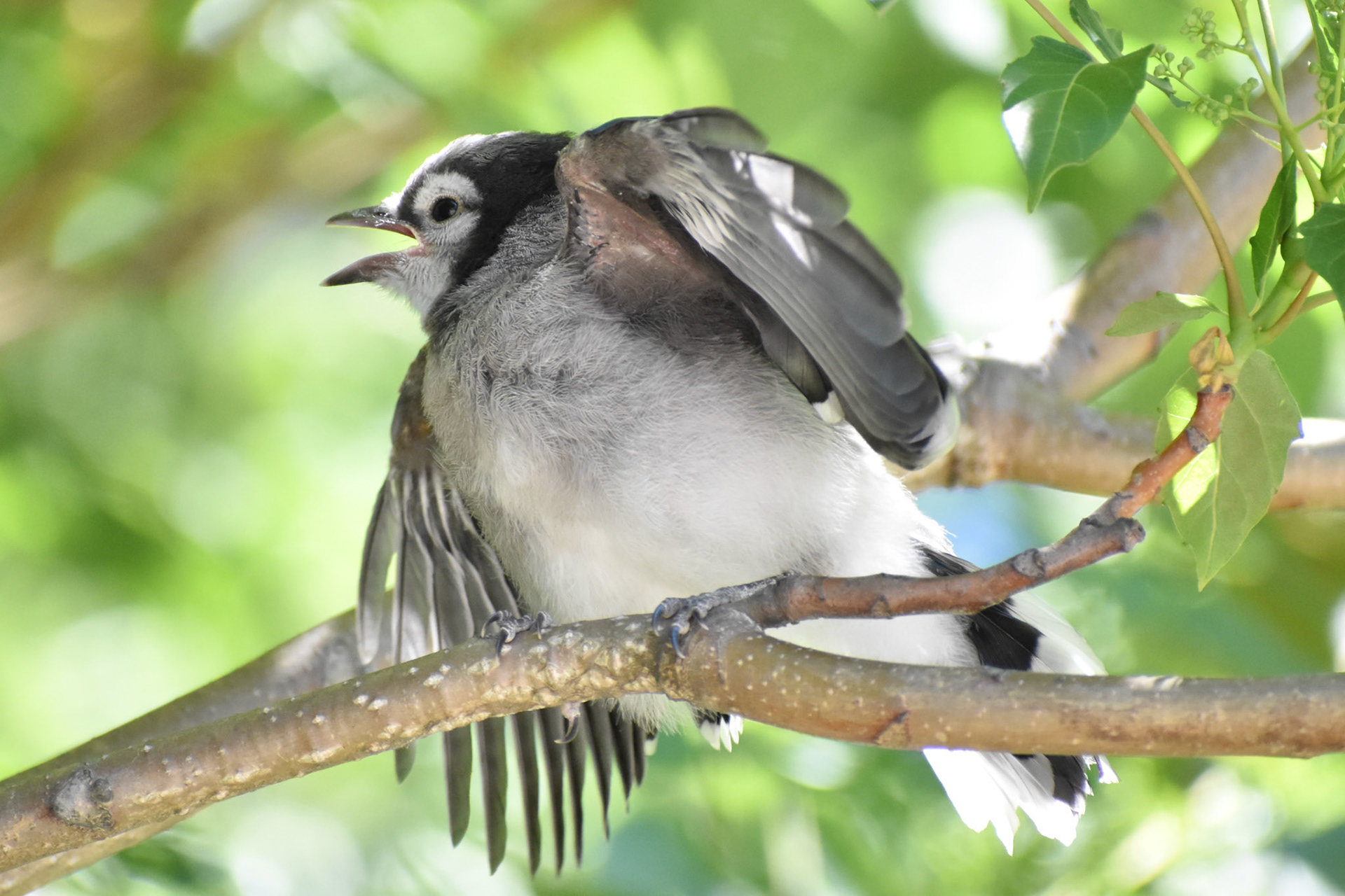 Blue Jay (juvenile)