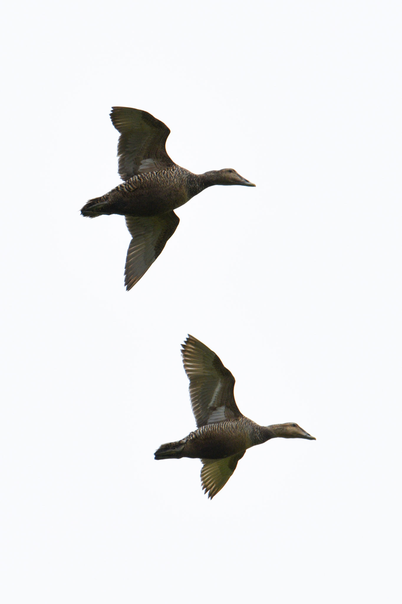 Common Eider (female)
