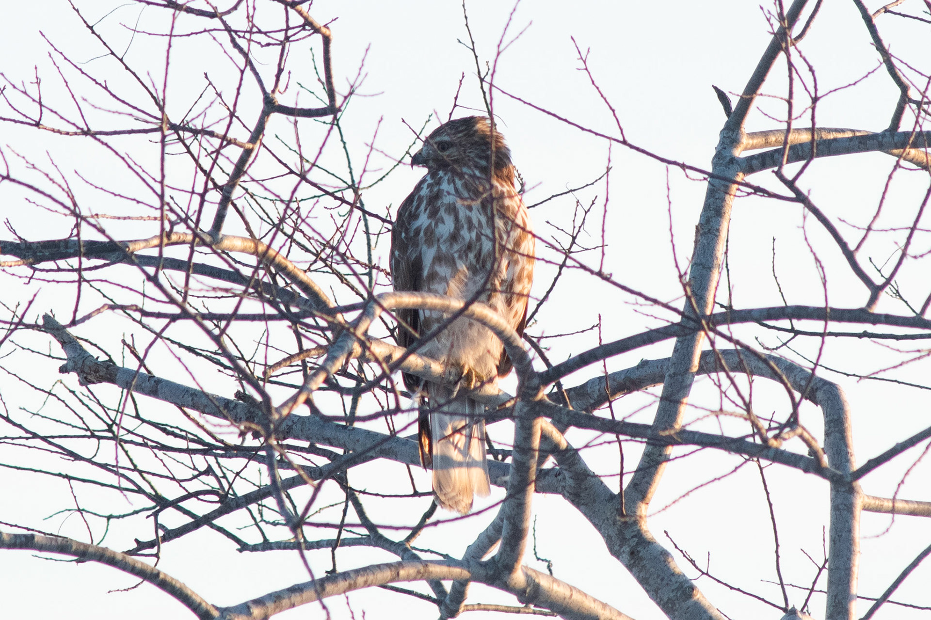 Red-shouldered Hawk