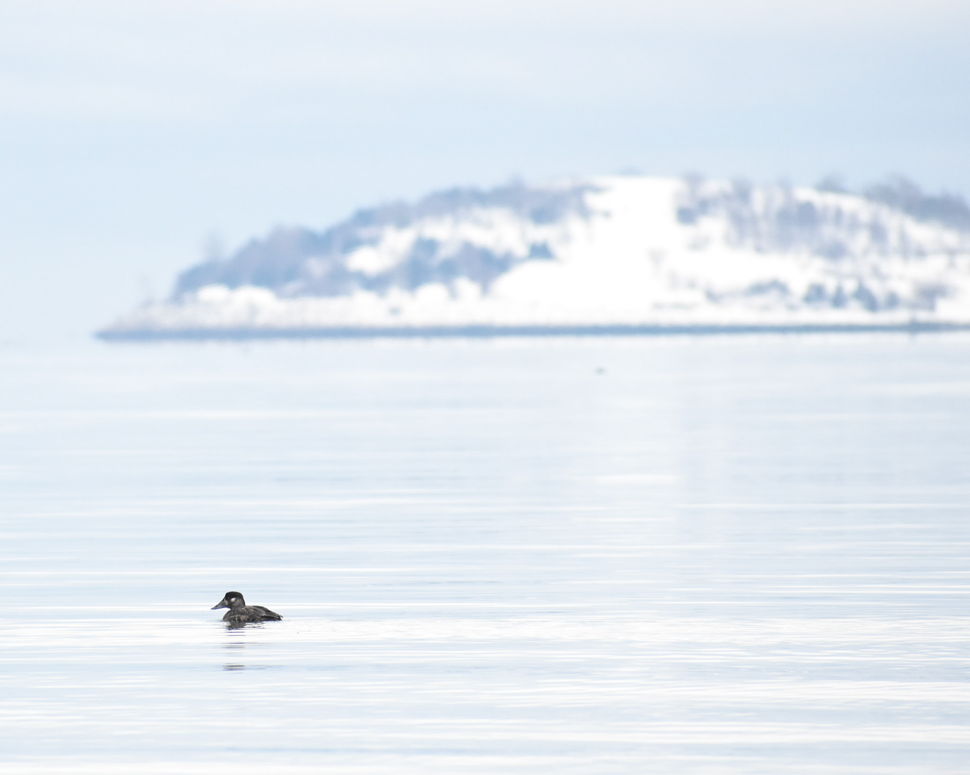 Surf Scoter (female)