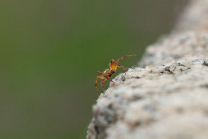 Six-spotted Orbweaver