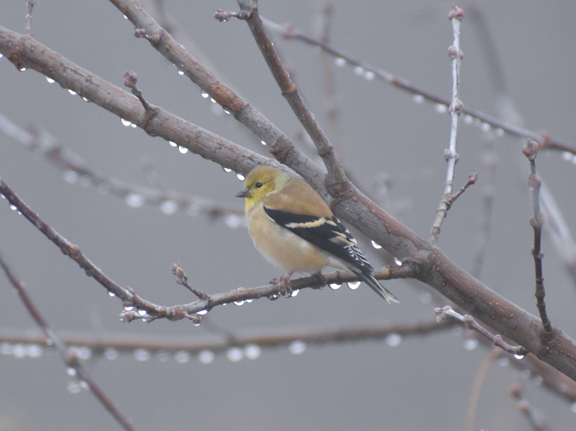 American Goldfinch (non-breeding)