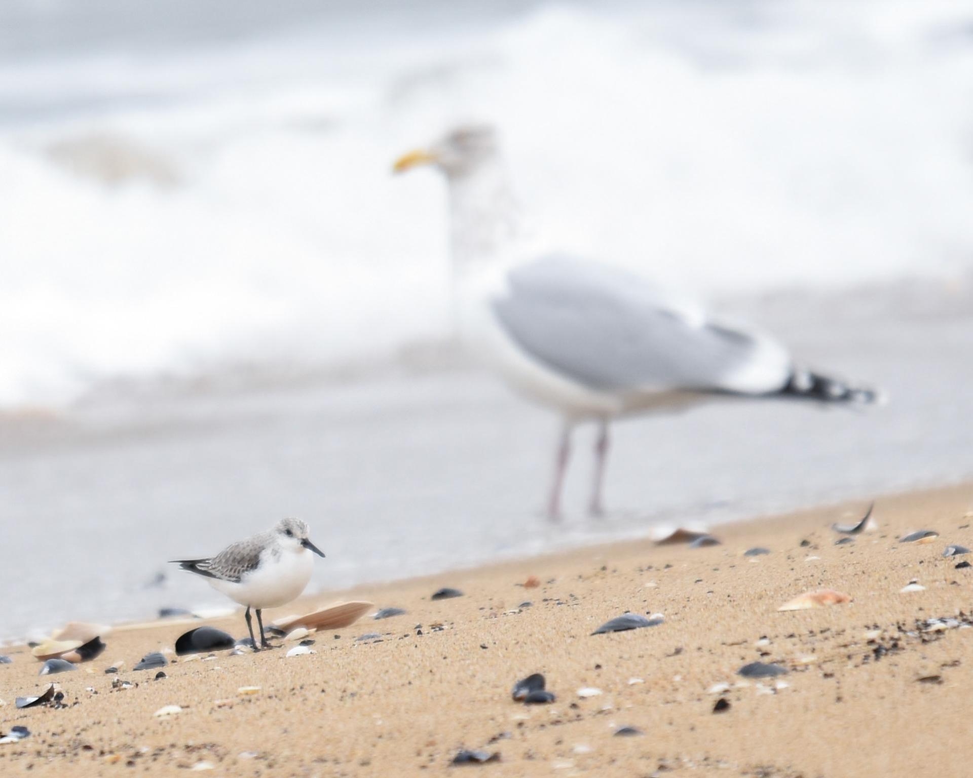 Sanderling