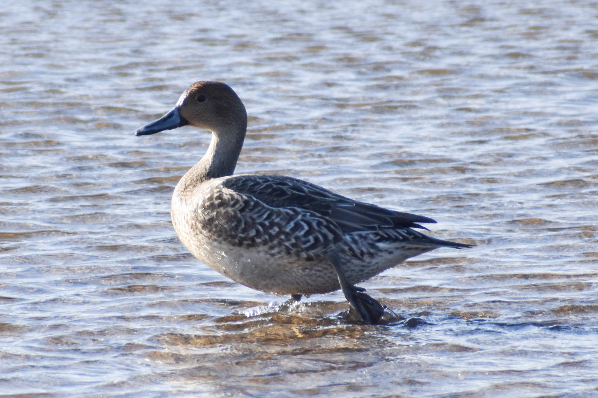 Northern Pintail (female)