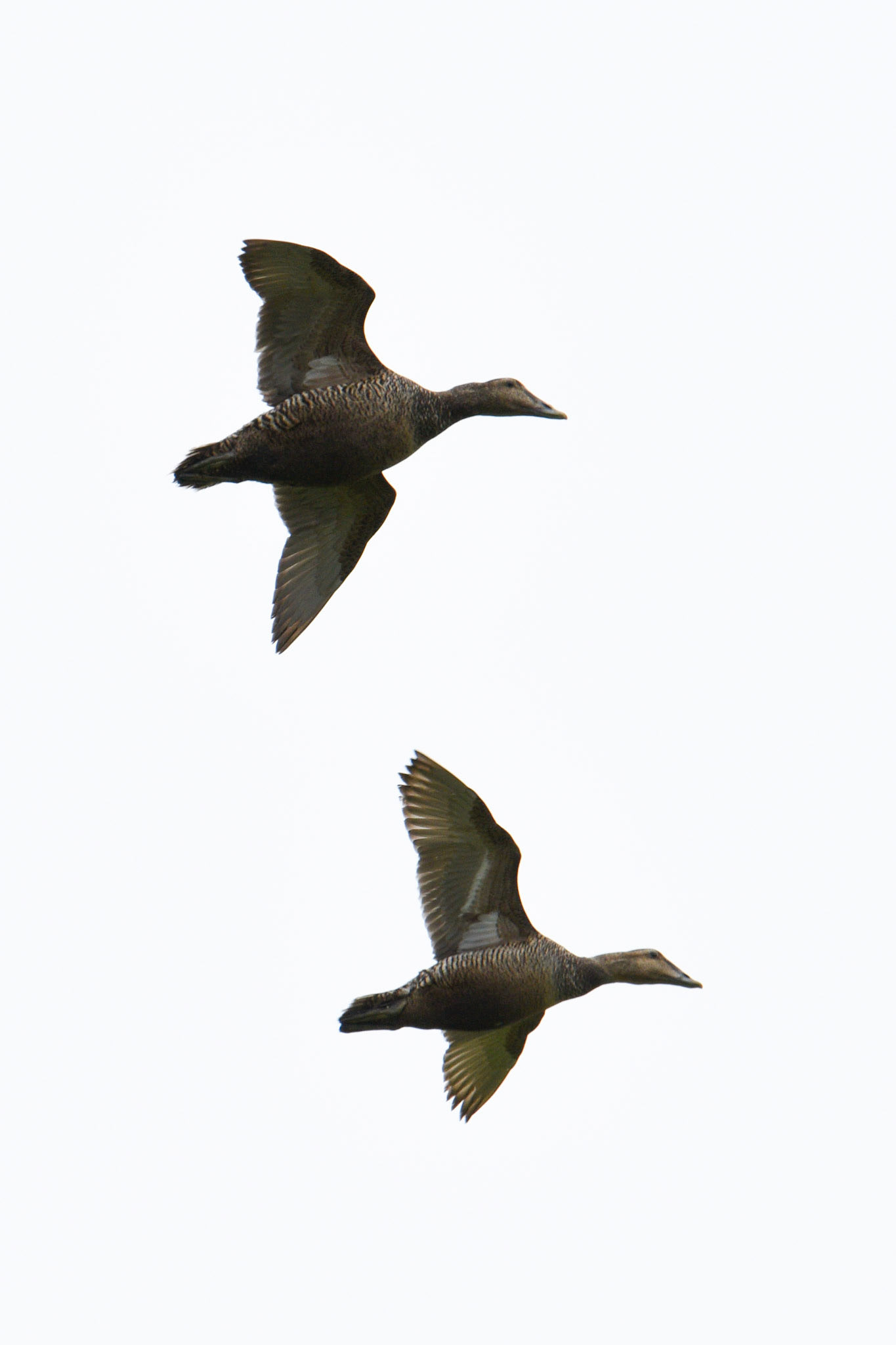 Common Eider (female)