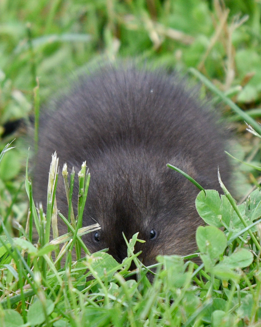 Muskrat (juvenile)